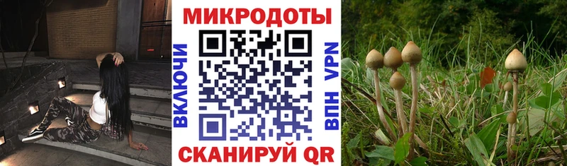 Галлюциногенные грибы Psilocybine cubensis  Кулебаки 